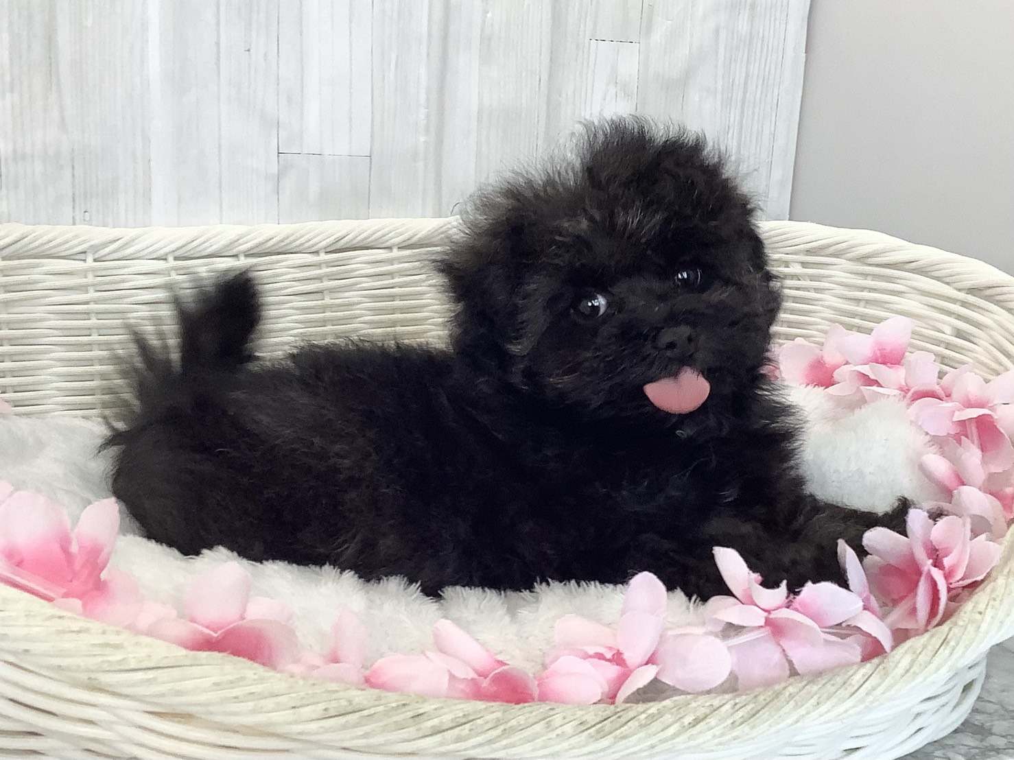 静岡県のマルプー(マルチーズ×プードル) (マルエスペット清水駒越店/2026年2月1日生まれ/女の子/ブラック)の子犬の2枚目の画像