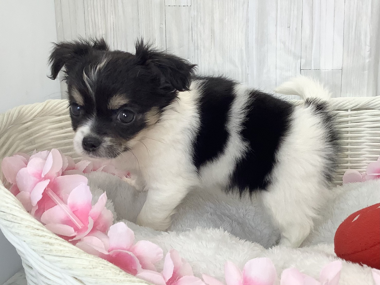 奈良県のチワワ(ロング) (マルエスペット 奈良店/2026年2月15日生まれ/女の子/ホワイトブラッククリーム)の子犬の3枚目の画像