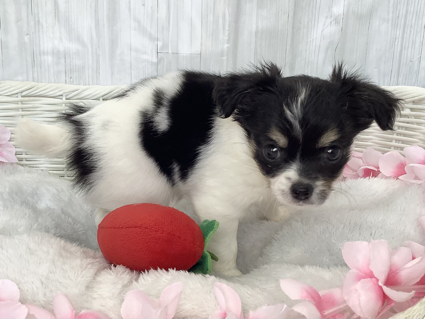 奈良県のチワワ(ロング) (マルエスペット 奈良店/2026年2月15日生まれ/女の子/ホワイトブラッククリーム)の子犬の2枚目の画像