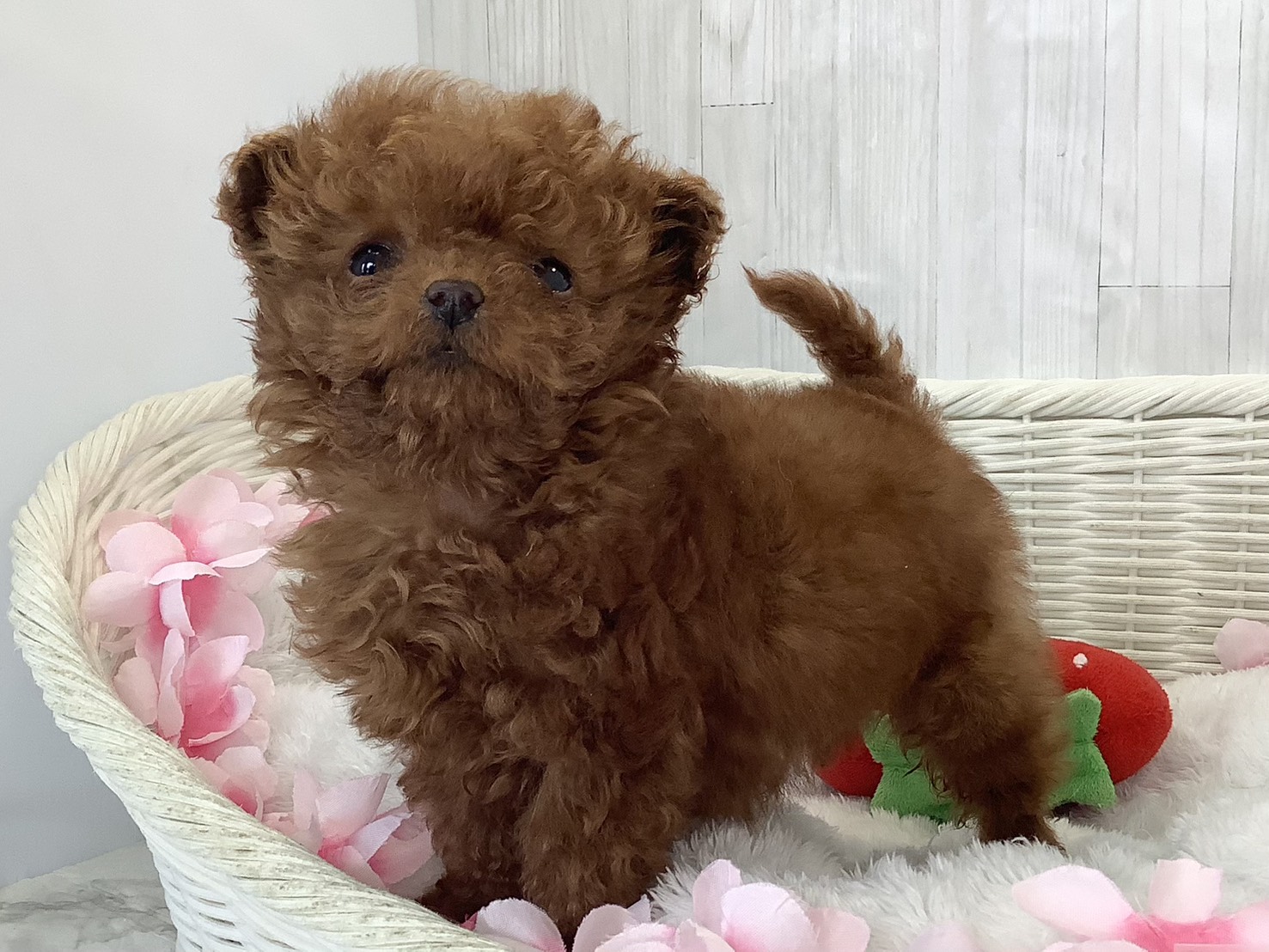 奈良県のトイプードル(トイ) (マルエスペット はんな店/2026年2月10日生まれ/男の子/レッド)の子犬の3枚目の画像