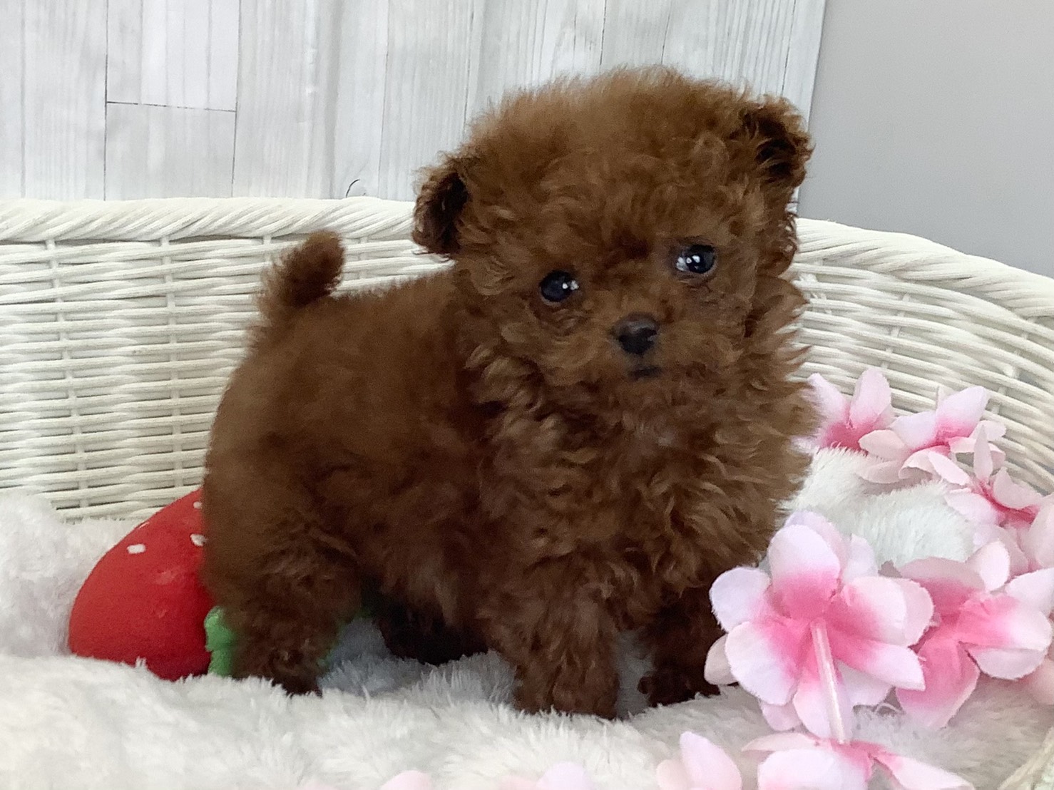 奈良県のトイプードル(トイ) (マルエスペット はんな店/2026年2月10日生まれ/男の子/レッド)の子犬の2枚目の画像