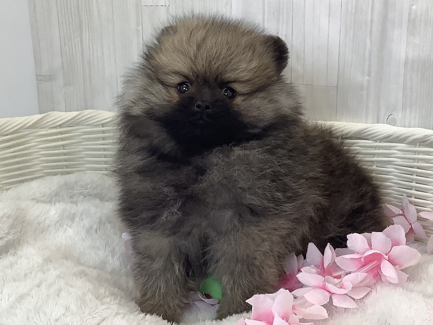 静岡県のポメラニアン (マルエスペット富士店/2026年2月14日生まれ/男の子/オレンジセーブル)の子犬の3枚目の画像