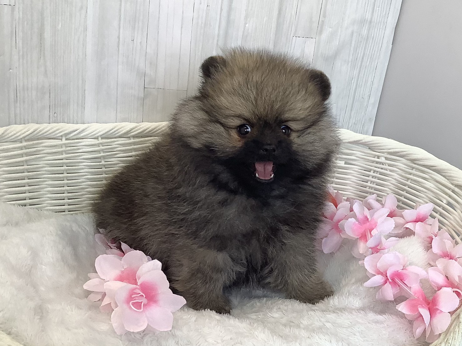 静岡県のポメラニアン (マルエスペット富士店/2026年2月14日生まれ/男の子/オレンジセーブル)の子犬の2枚目の画像