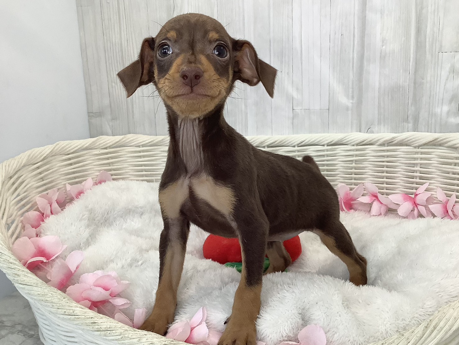 静岡県のミニチュアピンシャー (マルエスペット富士店/2026年2月15日生まれ/女の子/チョコレートタン)の子犬の3枚目の画像