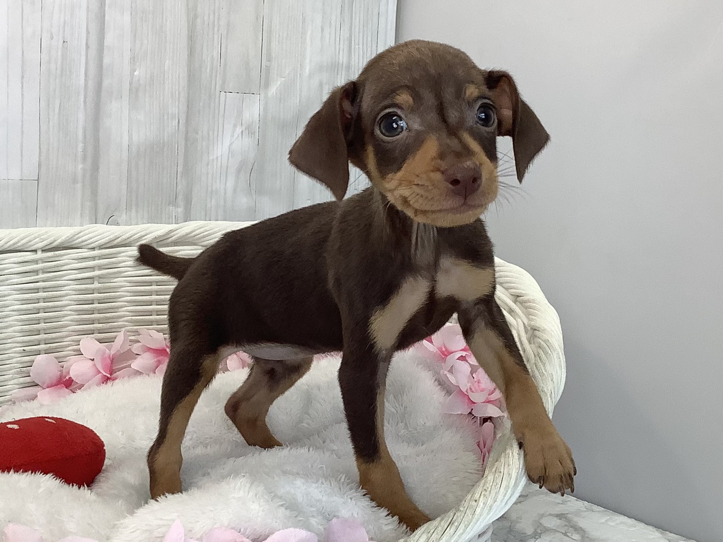 静岡県のミニチュアピンシャー (マルエスペット富士店/2026年2月15日生まれ/女の子/チョコレートタン)の子犬の2枚目の画像
