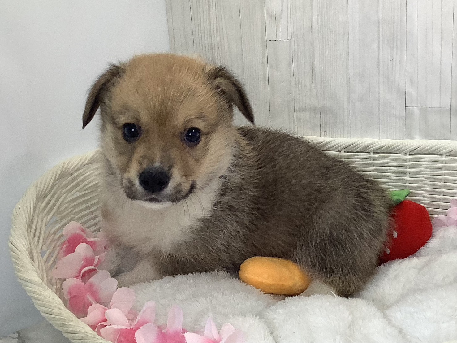 奈良県のウェルシュコーギーペンブローク (マルエスペット 富雄店/2026年2月3日生まれ/男の子/セーブルホワイト)の子犬の3枚目の画像