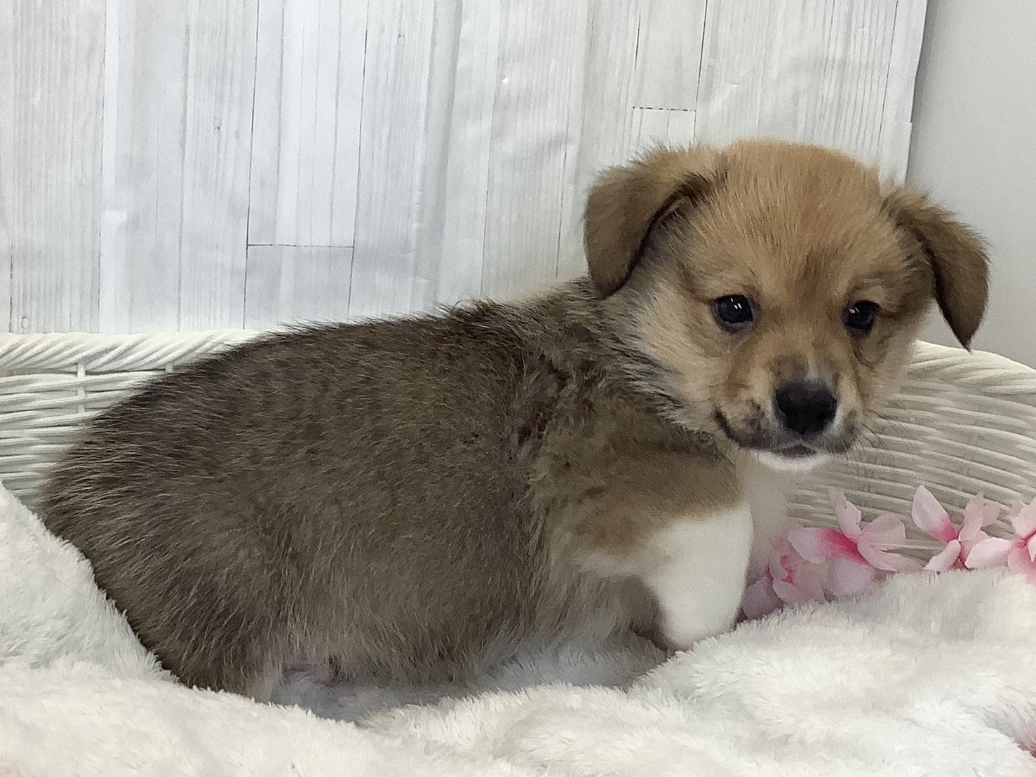 奈良県のウェルシュコーギーペンブローク (マルエスペット 富雄店/2026年2月3日生まれ/男の子/セーブルホワイト)の子犬の2枚目の画像