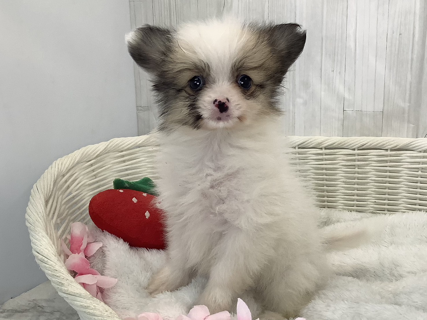 奈良県のポメヨン/パピポメ/ポメパピ(ポメラニアン×パピヨン) (マルエスペット いかるが店/2026年2月16日生まれ/男の子/ホワイトブラウン)の子犬の3枚目の画像