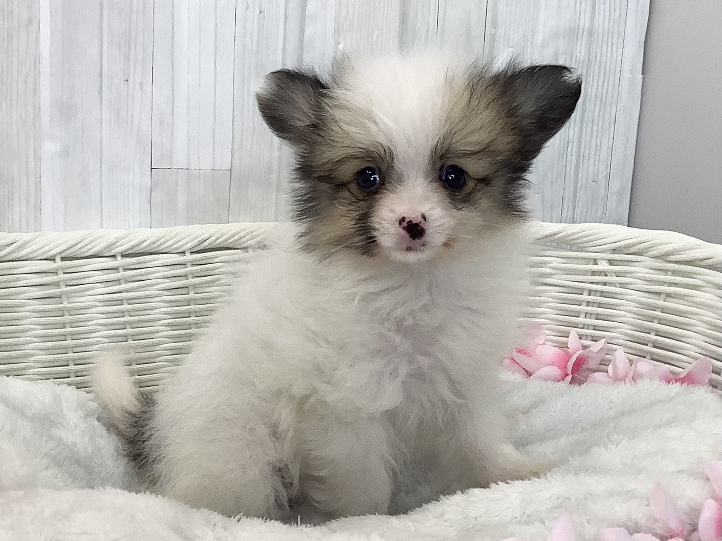 奈良県のポメヨン/パピポメ/ポメパピ(ポメラニアン×パピヨン) (マルエスペット いかるが店/2026年2月16日生まれ/男の子/ホワイトブラウン)の子犬の2枚目の画像