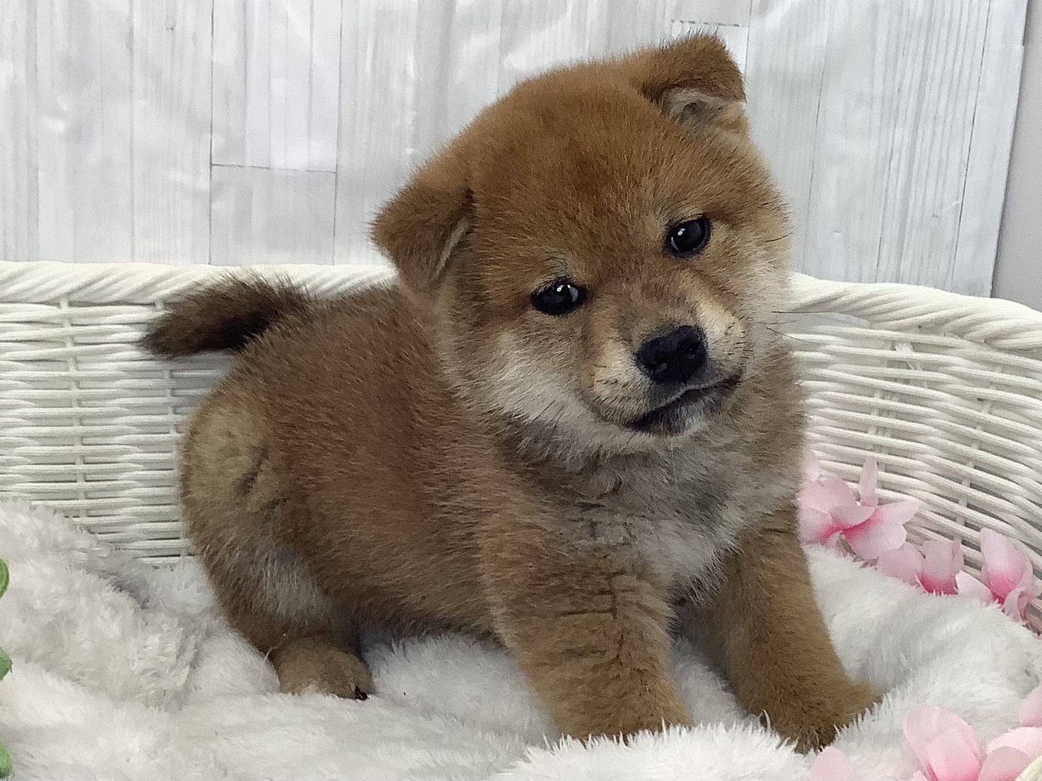 静岡県の柴犬(標準サイズ) (マルエスペット富士店/2026年2月15日生まれ/男の子/赤)の子犬の2枚目の画像