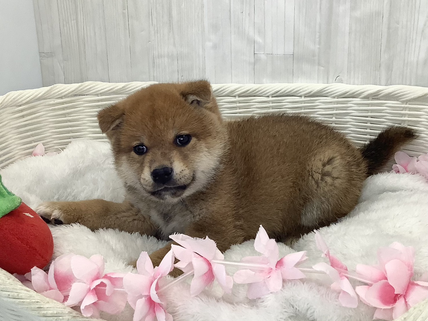 静岡県の柴犬(標準サイズ) (マルエスペット富士店/2026年2月15日生まれ/男の子/赤)の子犬の3枚目の画像