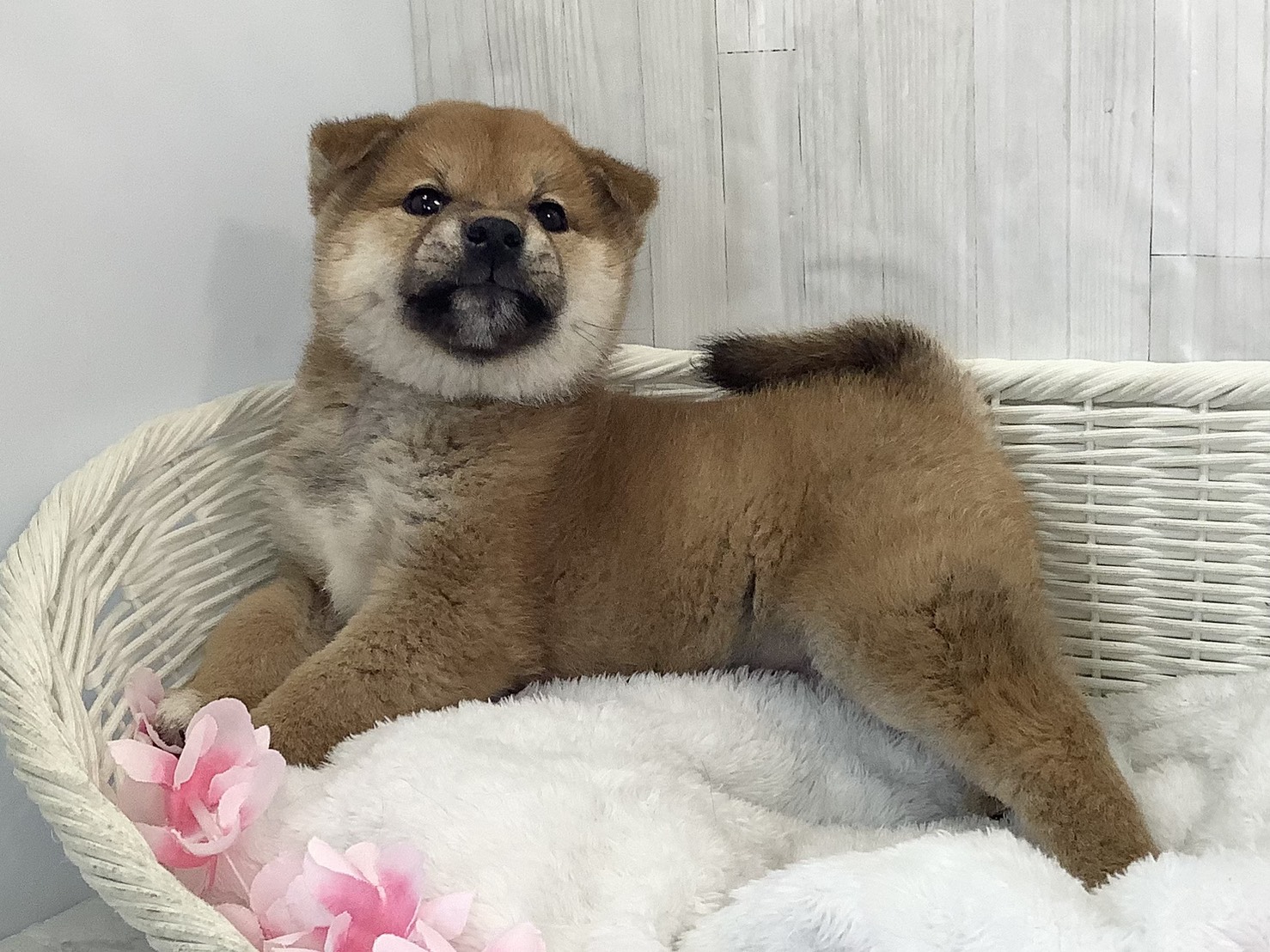 静岡県の柴犬(標準サイズ) (マルエスペット島田店/2026年2月15日生まれ/男の子/赤)の子犬の3枚目の画像