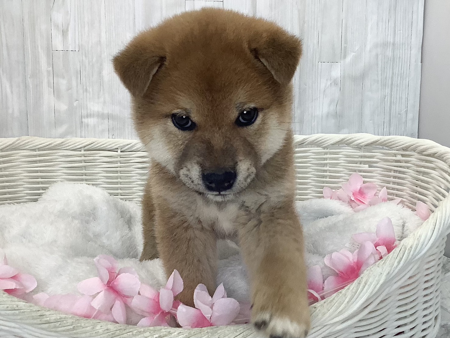 静岡県の柴犬(標準サイズ) (マルエスペット島田店/2026年2月15日生まれ/男の子/赤)の子犬の1枚目の画像