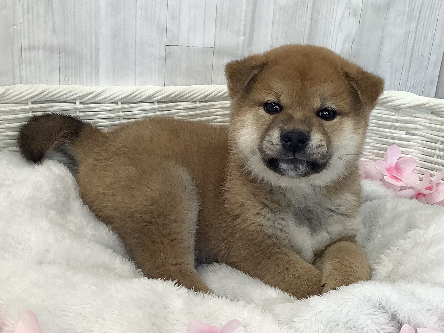 静岡県の柴犬(標準サイズ) (マルエスペット島田店/2026年2月15日生まれ/男の子/赤)の子犬の2枚目の画像