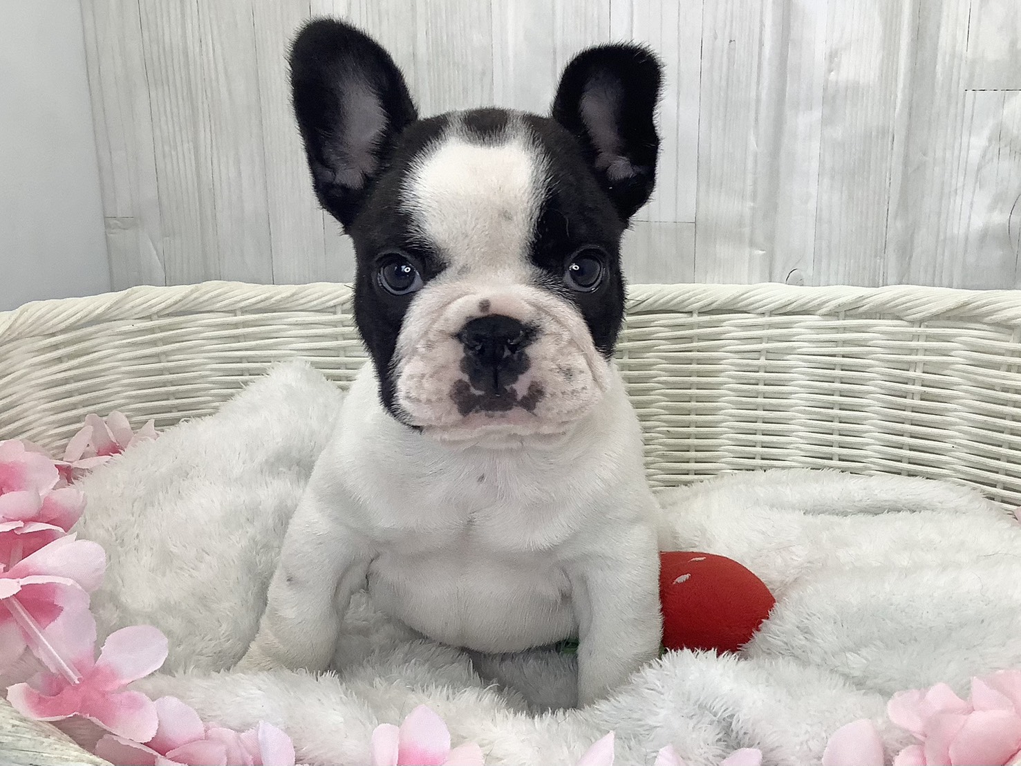 静岡県のフレンチブルドッグ (マルエスペット富士店/2026年2月15日生まれ/男の子/パイド)の子犬の1枚目の画像