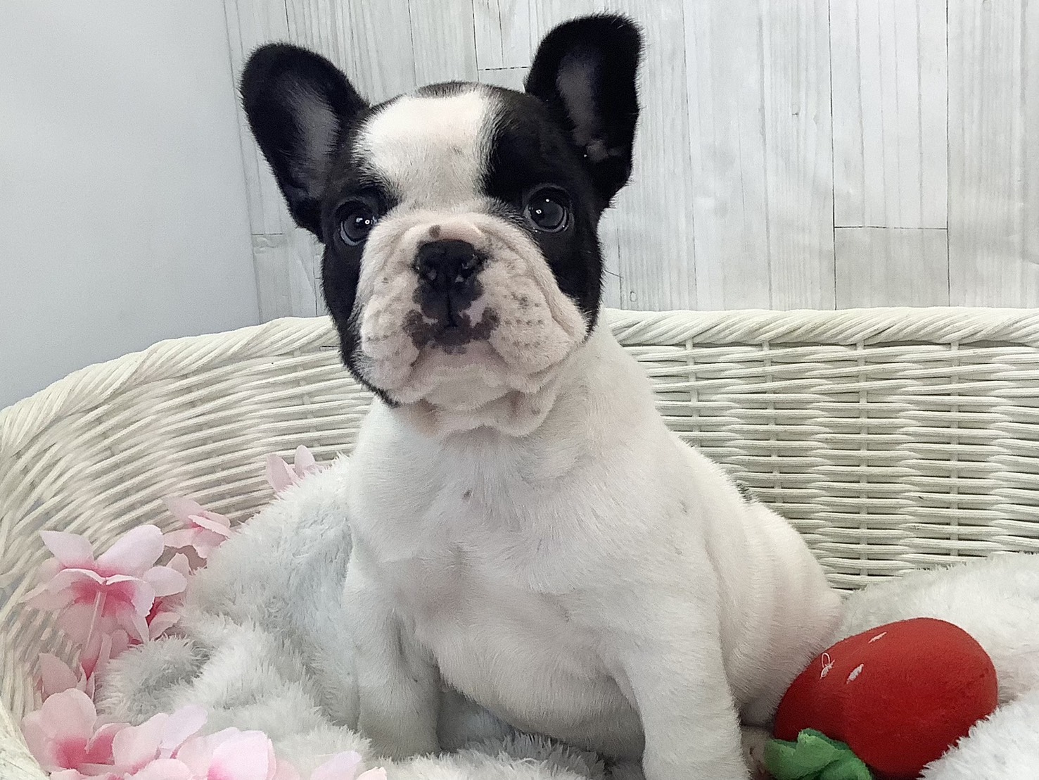 静岡県のフレンチブルドッグ (マルエスペット富士店/2026年2月15日生まれ/男の子/パイド)の子犬の3枚目の画像