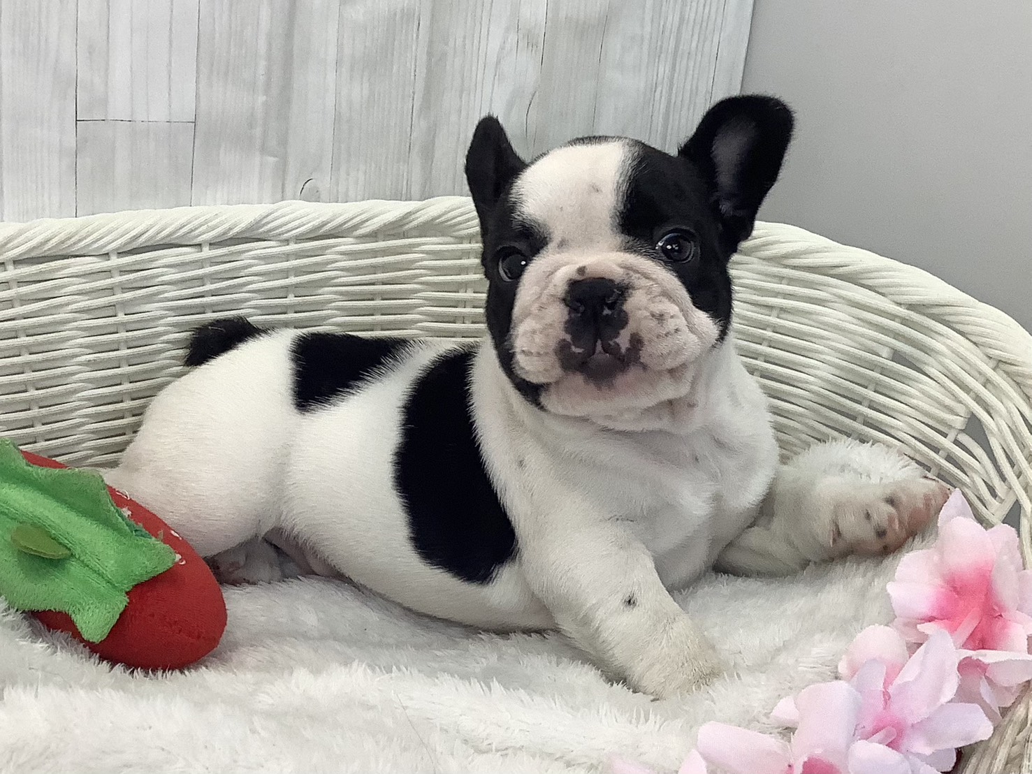 静岡県のフレンチブルドッグ (マルエスペット富士店/2026年2月15日生まれ/男の子/パイド)の子犬の2枚目の画像