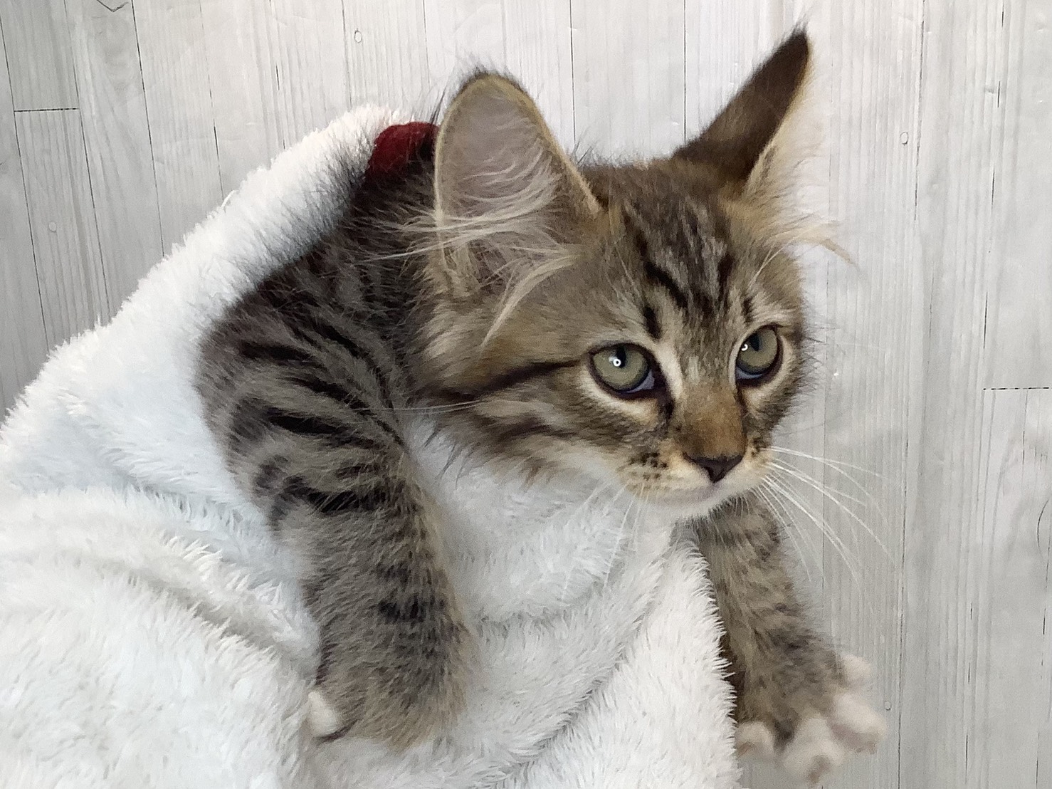 静岡県のサイベリアン (マルエスペット富士店/2026年2月7日生まれ/男の子/ブラウンタビー)の子猫の2枚目の画像