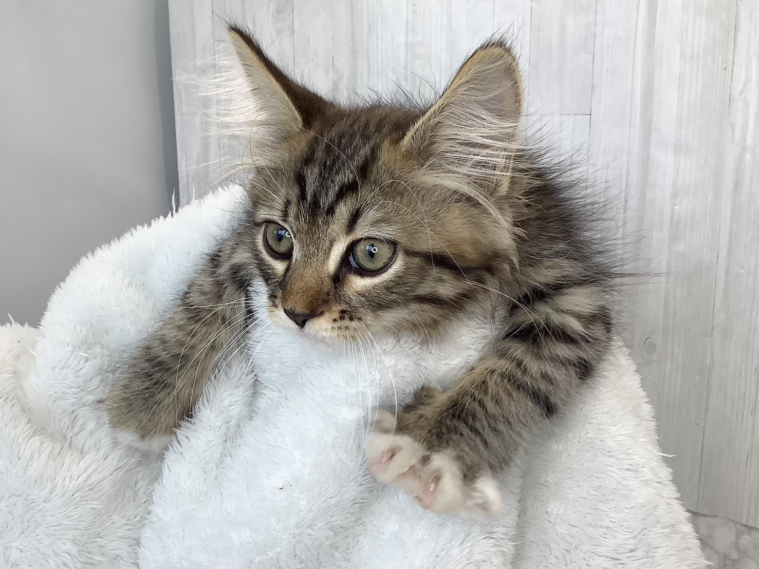 静岡県のサイベリアン (マルエスペット富士店/2026年2月7日生まれ/男の子/ブラウンタビー)の子猫の3枚目の画像