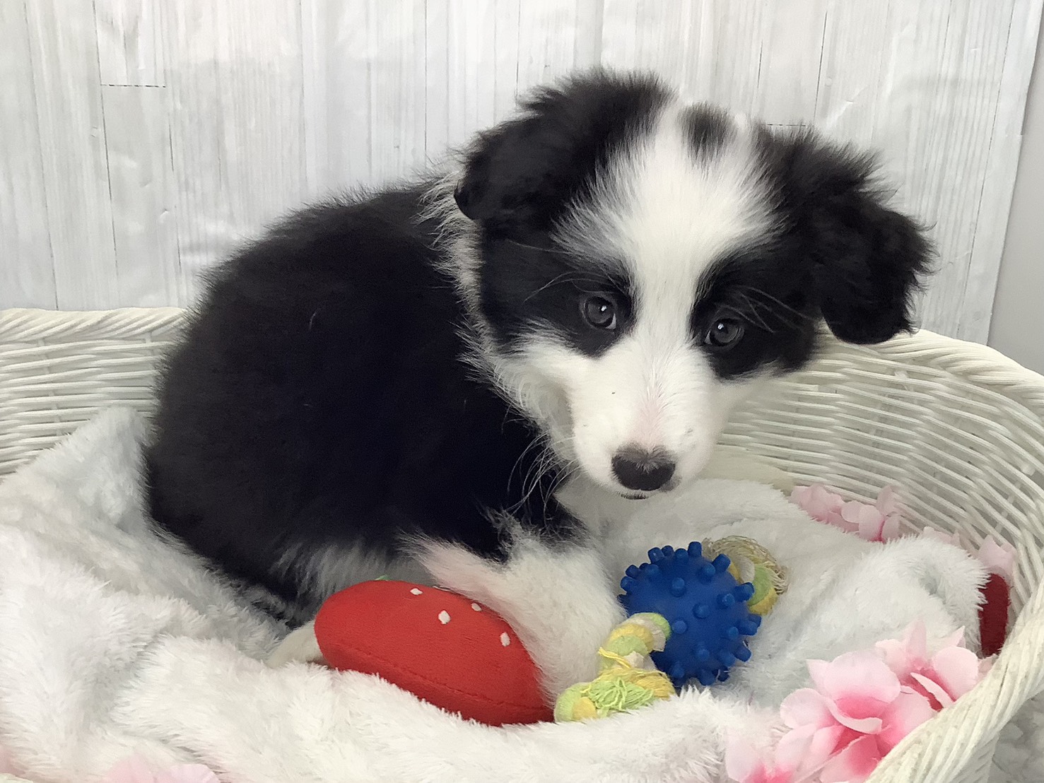 静岡県のボーダーコリー (マルエスペットホームアシスト店/2026年2月15日生まれ/女の子/ブラックホワイト)の子犬の2枚目の画像