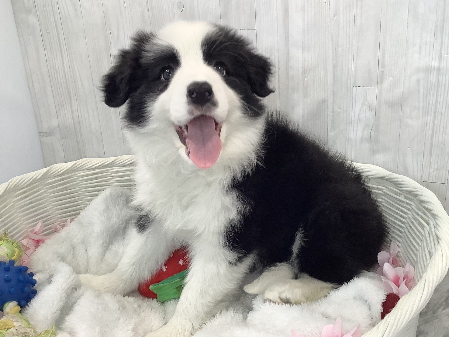 静岡県のボーダーコリー (マルエスペットホームアシスト店/2026年2月15日生まれ/女の子/ブラックホワイト)の子犬の3枚目の画像