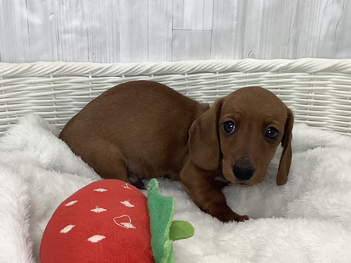 奈良県のミニチュアダックスフンド(スムース) (マルエスペット いかるが店/2026年2月15日生まれ/男の子/レッド)の子犬の2枚目の画像