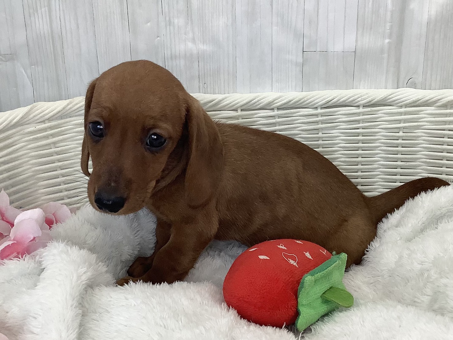 奈良県のミニチュアダックスフンド(スムース) (マルエスペット いかるが店/2026年2月15日生まれ/男の子/レッド)の子犬の3枚目の画像