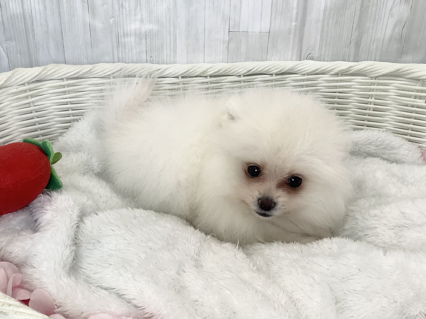 奈良県のポメラニアン (マルエスペット はんな店/2026年2月16日生まれ/男の子/クリーム)の子犬の2枚目の画像