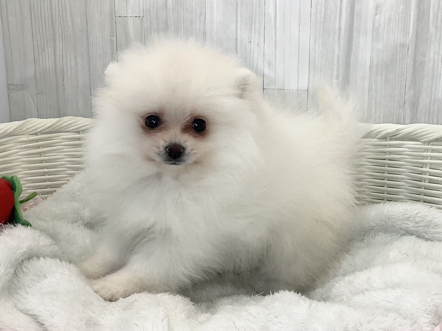 奈良県のポメラニアン (マルエスペット はんな店/2026年2月16日生まれ/男の子/クリーム)の子犬の3枚目の画像