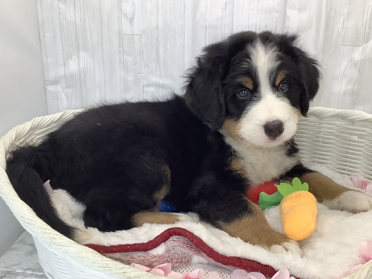 千葉県のバーニーズマウンテンドッグ (マルエスペット千鳥町店/2026年2月3日生まれ/女の子/ブラスト/ホワイト)の子犬の2枚目の画像