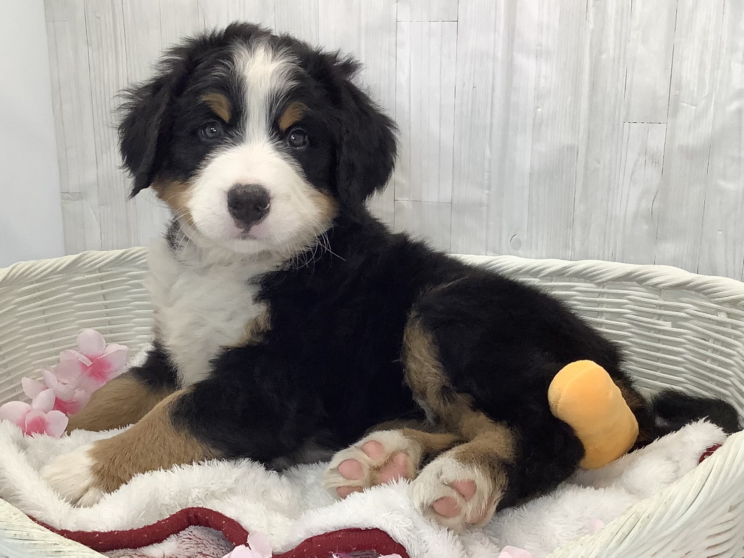 千葉県のバーニーズマウンテンドッグ (マルエスペット千鳥町店/2026年2月3日生まれ/女の子/ブラスト/ホワイト)の子犬の3枚目の画像
