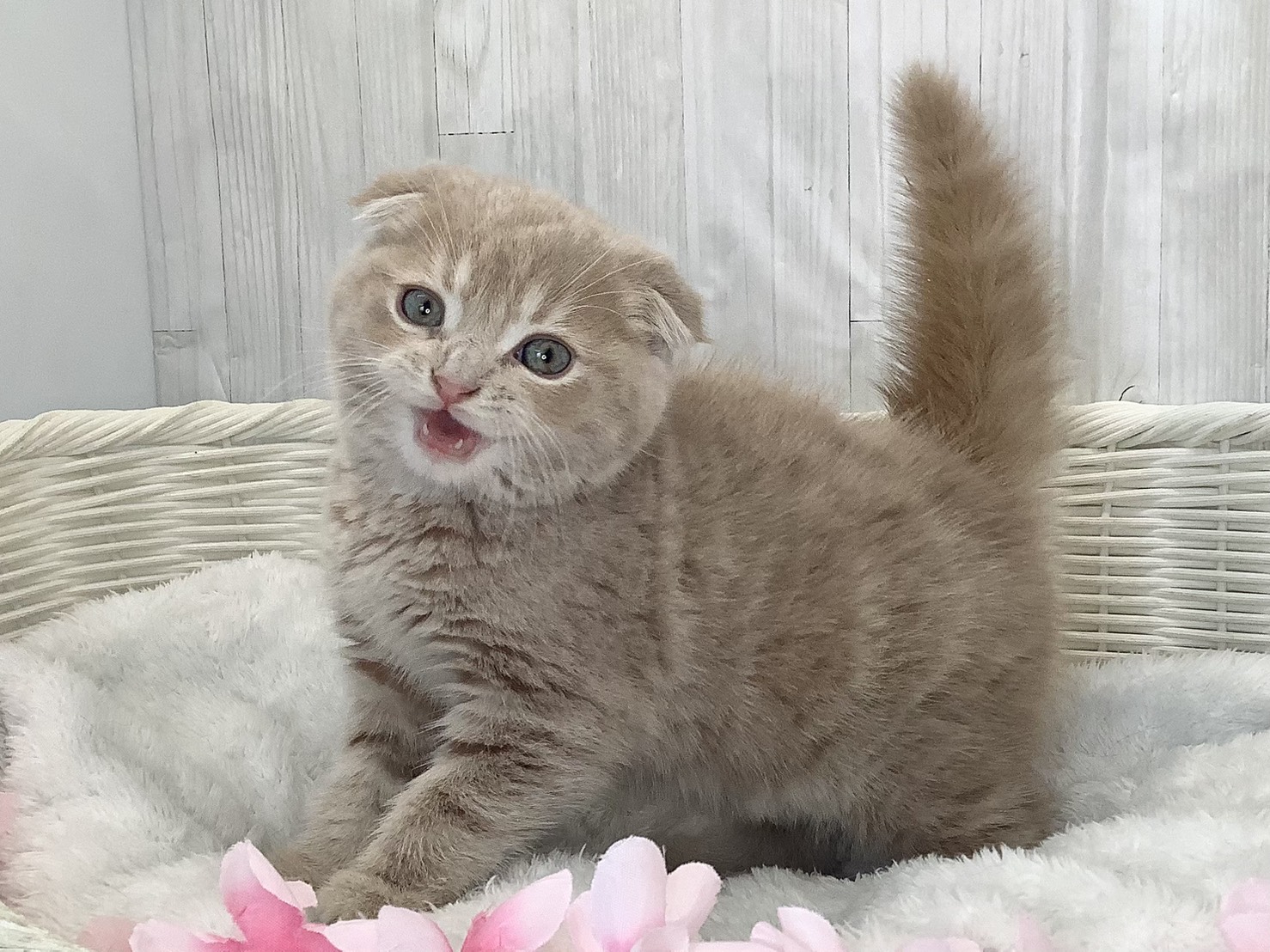 神奈川県のスコティッシュフォールド (マルエスペット相模大野店/2026年2月16日生まれ/男の子/クリームタビーホワイト)の子猫の1枚目の画像