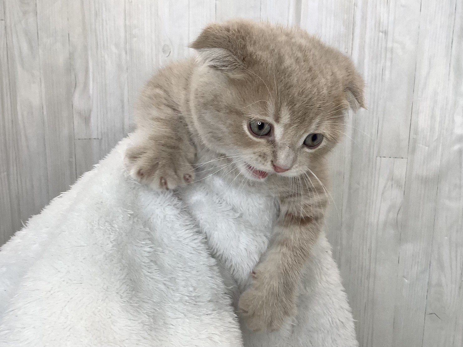 神奈川県のスコティッシュフォールド (マルエスペット相模大野店/2026年2月16日生まれ/男の子/クリームタビーホワイト)の子猫の3枚目の画像