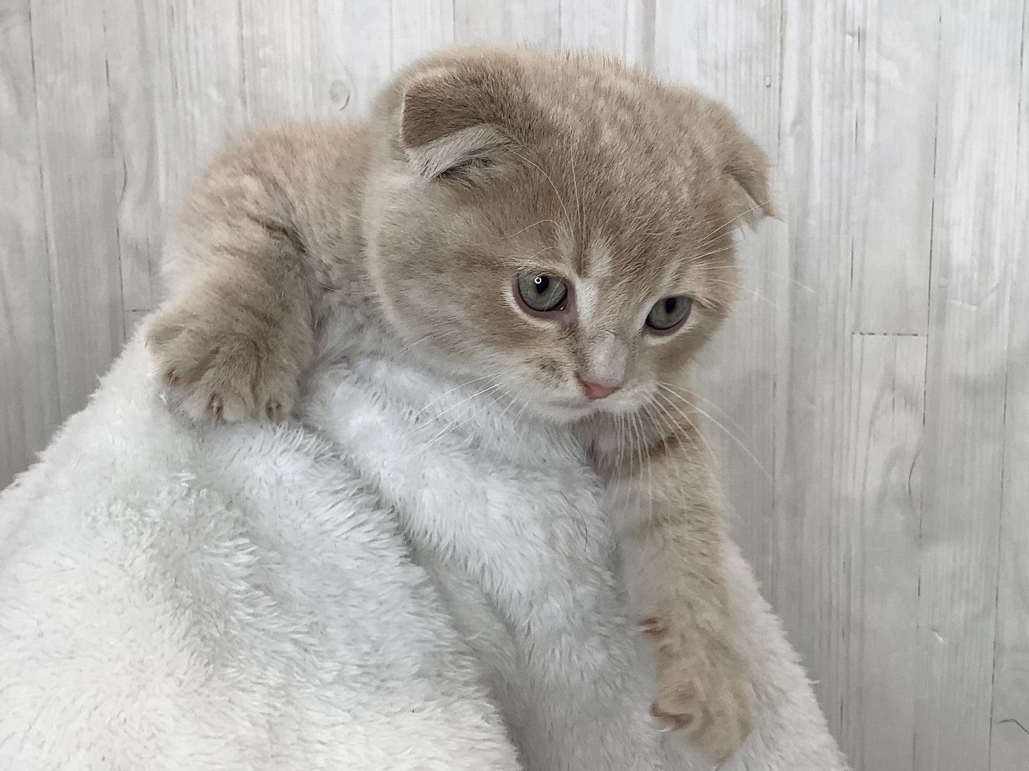 神奈川県のスコティッシュフォールド (マルエスペット相模大野店/2026年2月16日生まれ/男の子/クリームタビーホワイト)の子猫の2枚目の画像