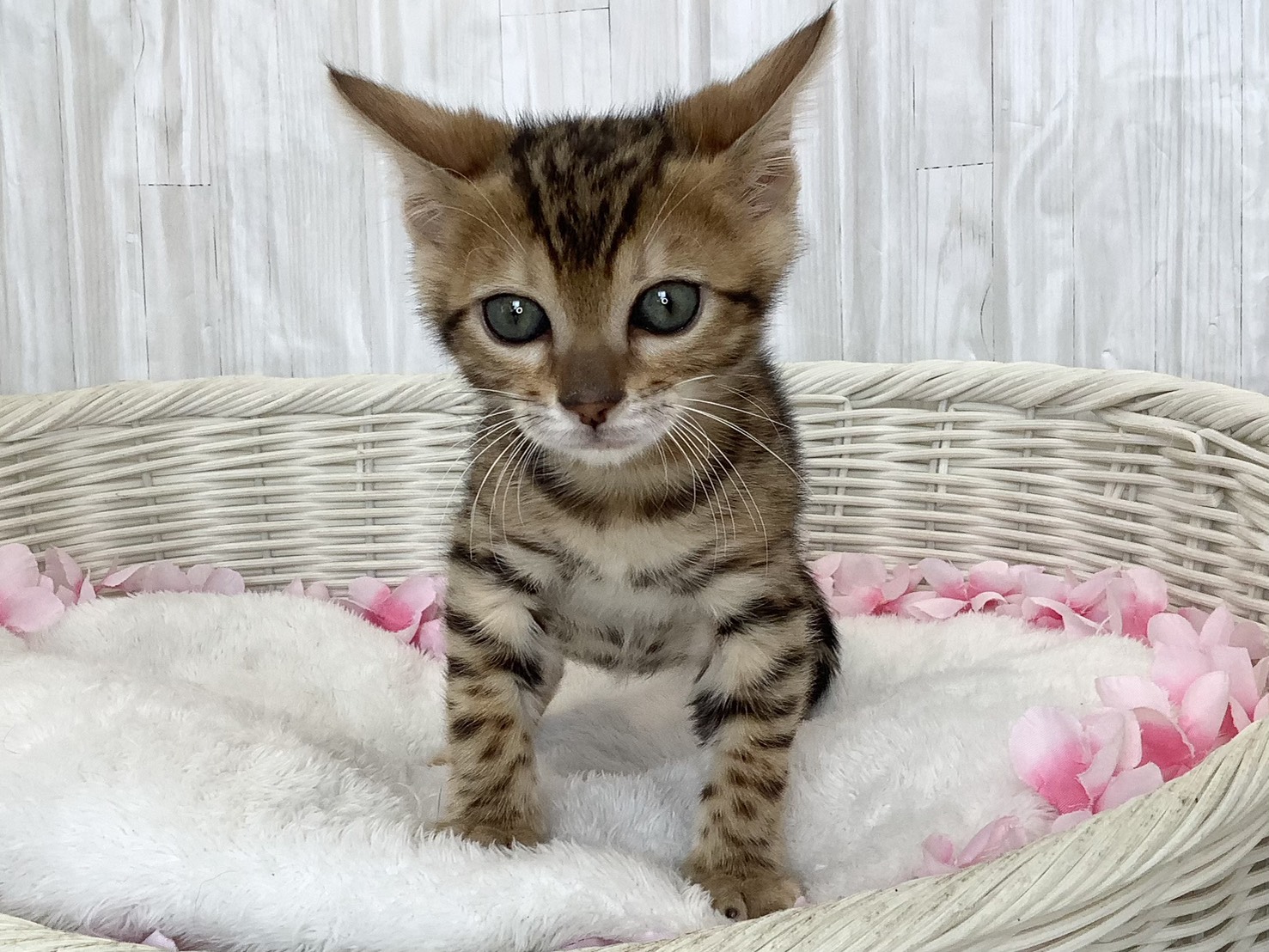 静岡県のベンガル (マルエスペット富士店/2026年2月22日生まれ/男の子/ブラウンスポットタビー)の子猫の1枚目の画像