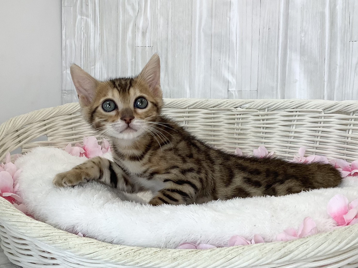 静岡県のベンガル (マルエスペット富士店/2026年2月22日生まれ/男の子/ブラウンスポットタビー)の子猫の3枚目の画像