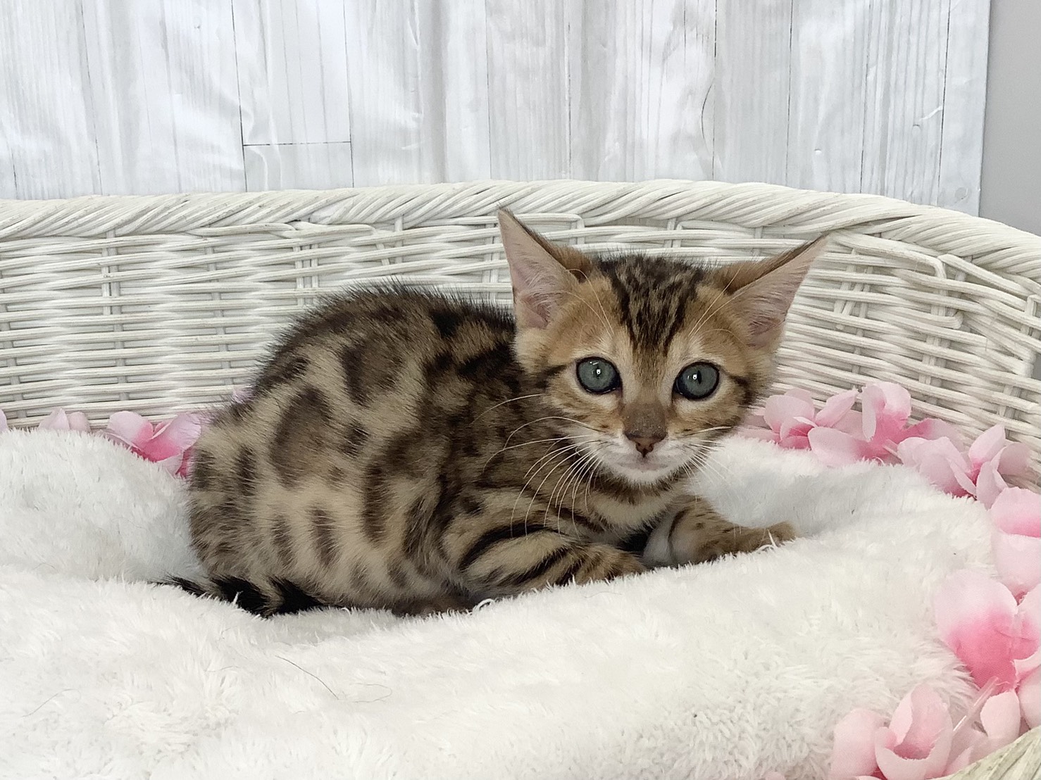 静岡県のベンガル (マルエスペット富士店/2026年2月22日生まれ/男の子/ブラウンスポットタビー)の子猫の2枚目の画像