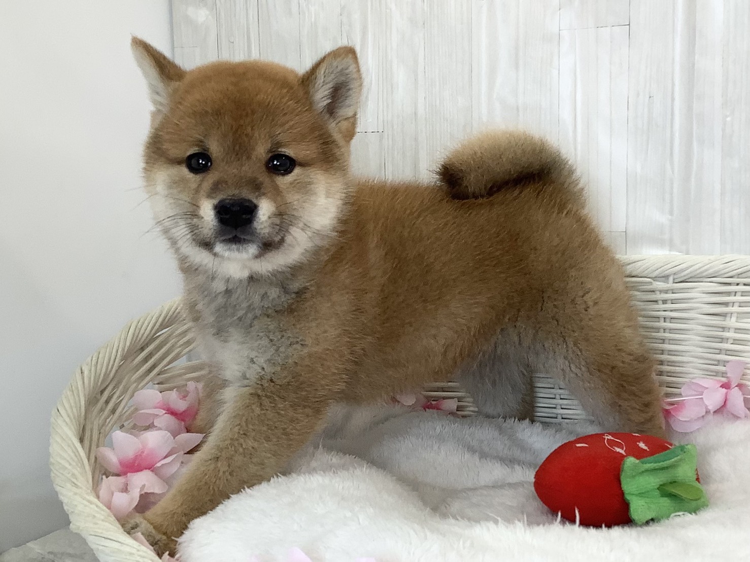 静岡県の柴犬(標準サイズ) (マルエスペット御殿場店/2026年2月19日生まれ/男の子/赤)の子犬の3枚目の画像