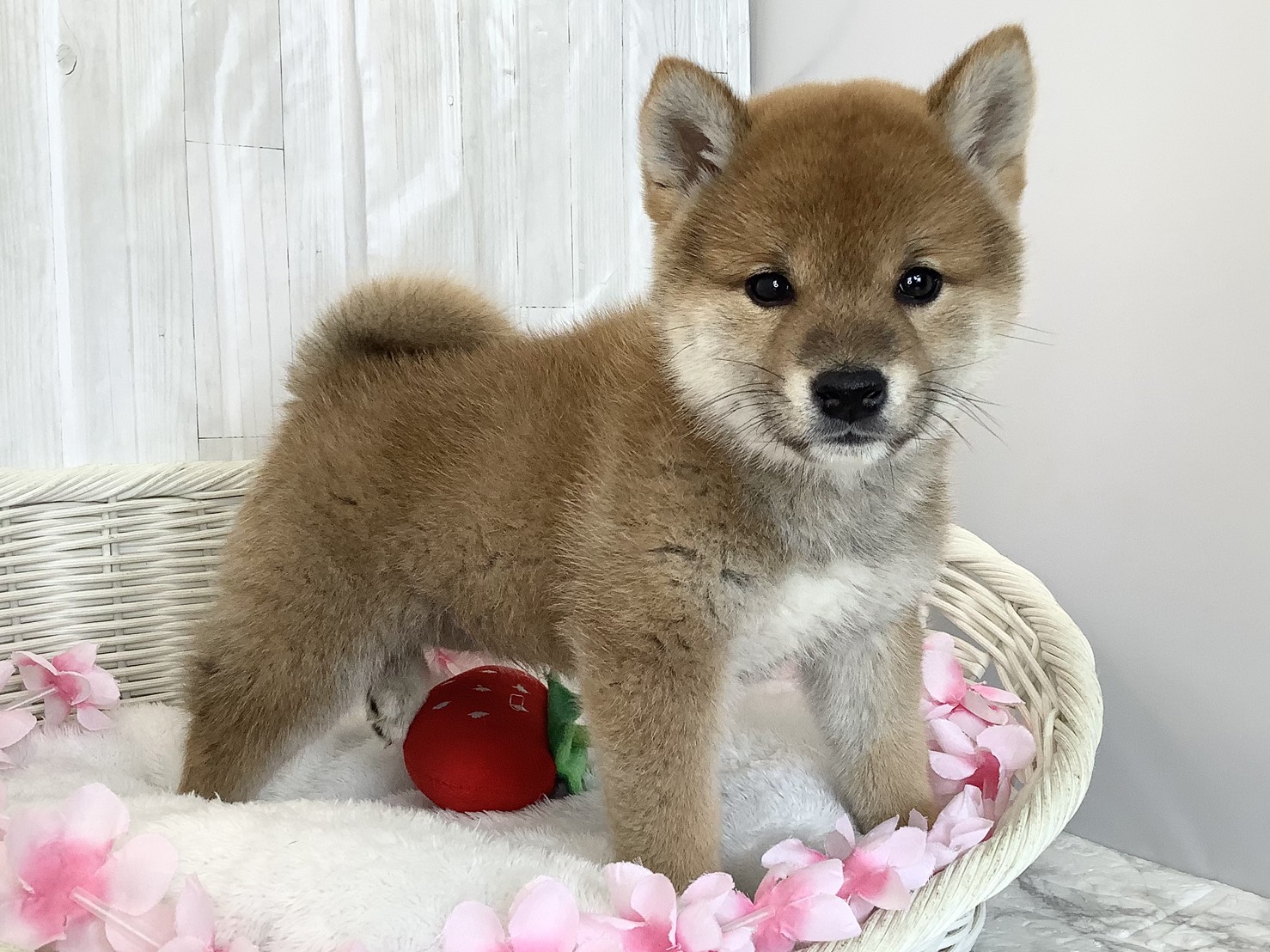 静岡県の柴犬(標準サイズ) (マルエスペット御殿場店/2026年2月19日生まれ/男の子/赤)の子犬の2枚目の画像