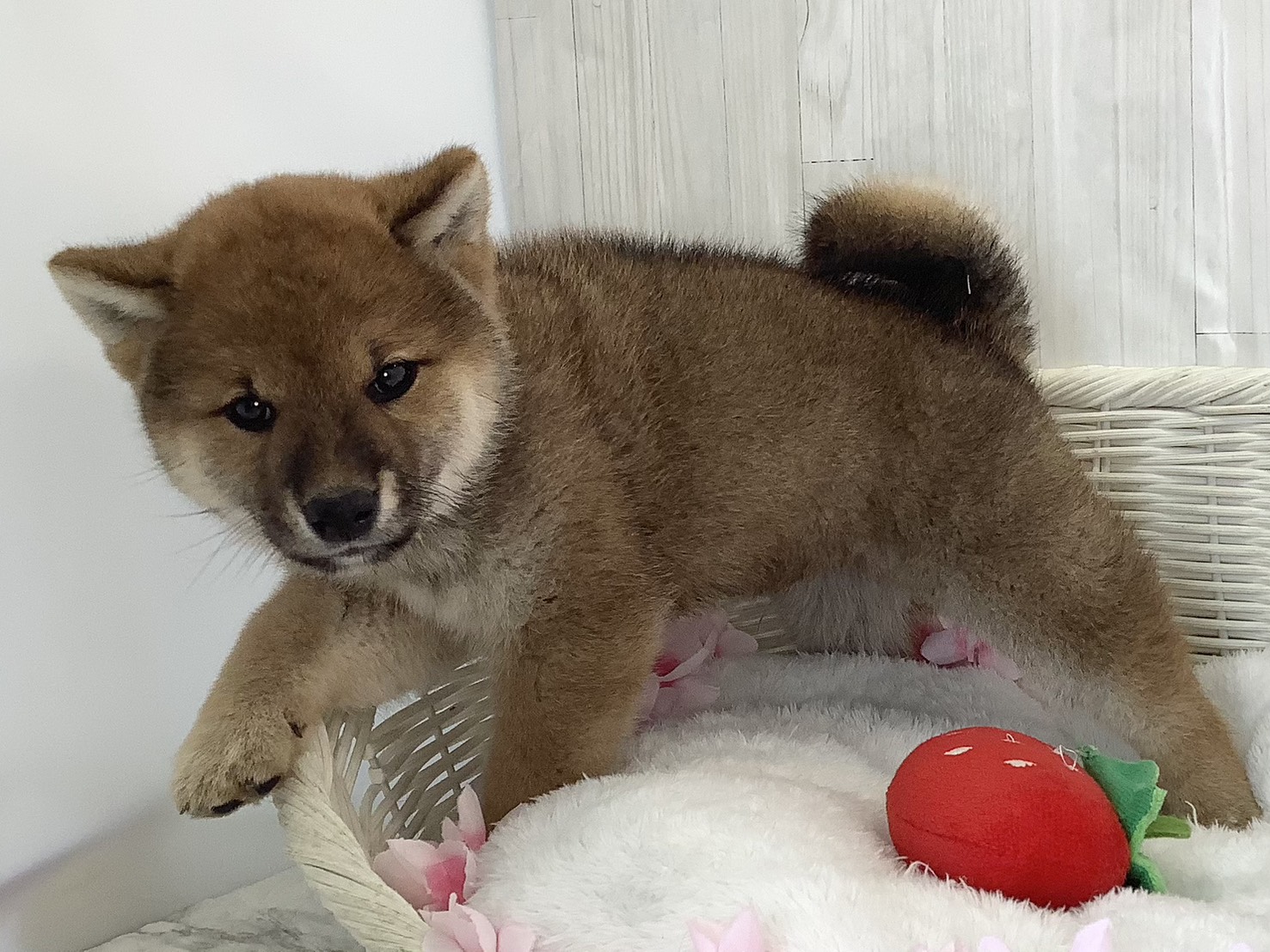 神奈川県の柴犬(標準サイズ) (マルエスペット湯河原店/2026年2月19日生まれ/男の子/赤)の子犬の3枚目の画像