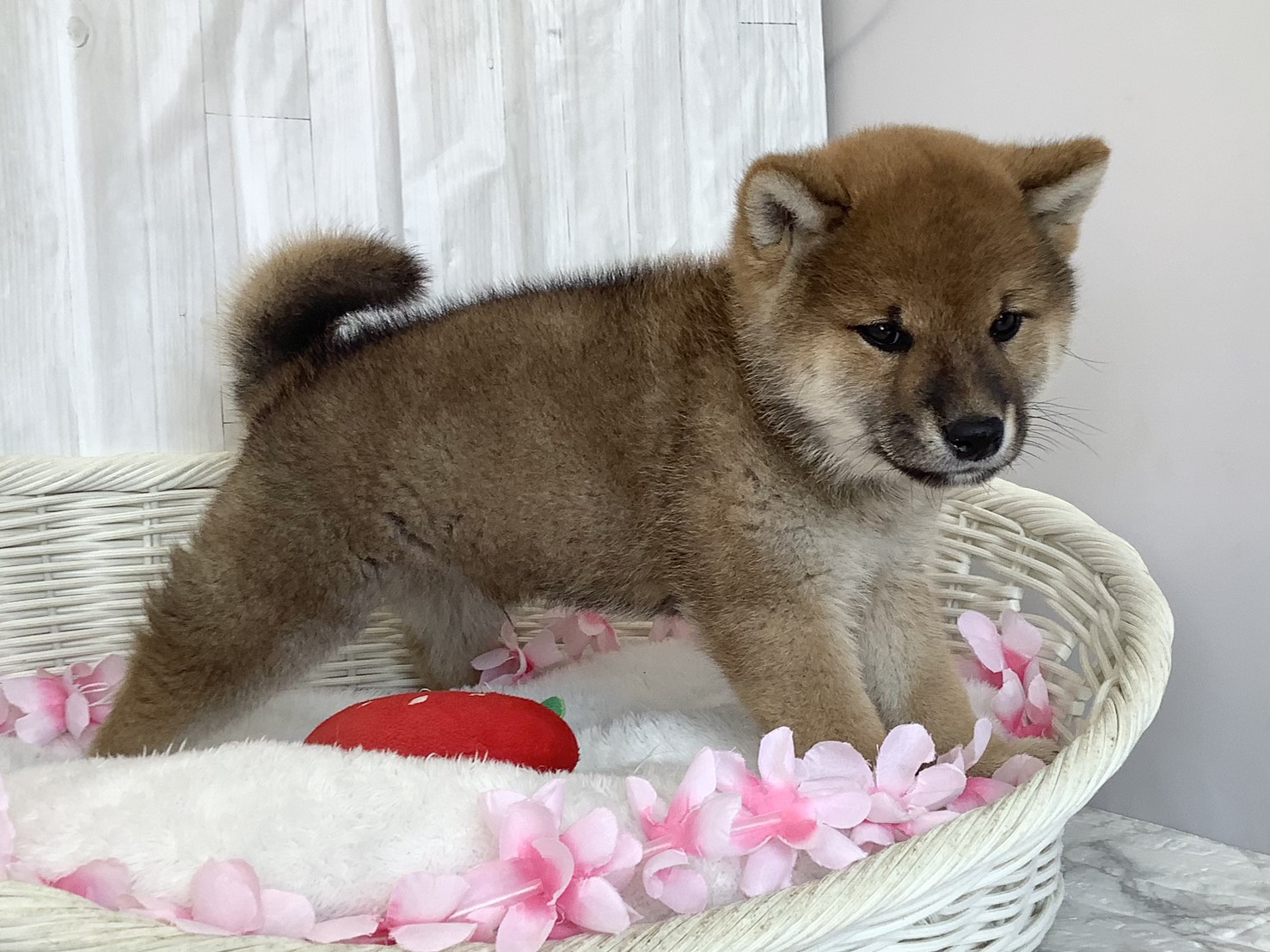 神奈川県の柴犬(標準サイズ) (マルエスペット湯河原店/2026年2月19日生まれ/男の子/赤)の子犬の2枚目の画像