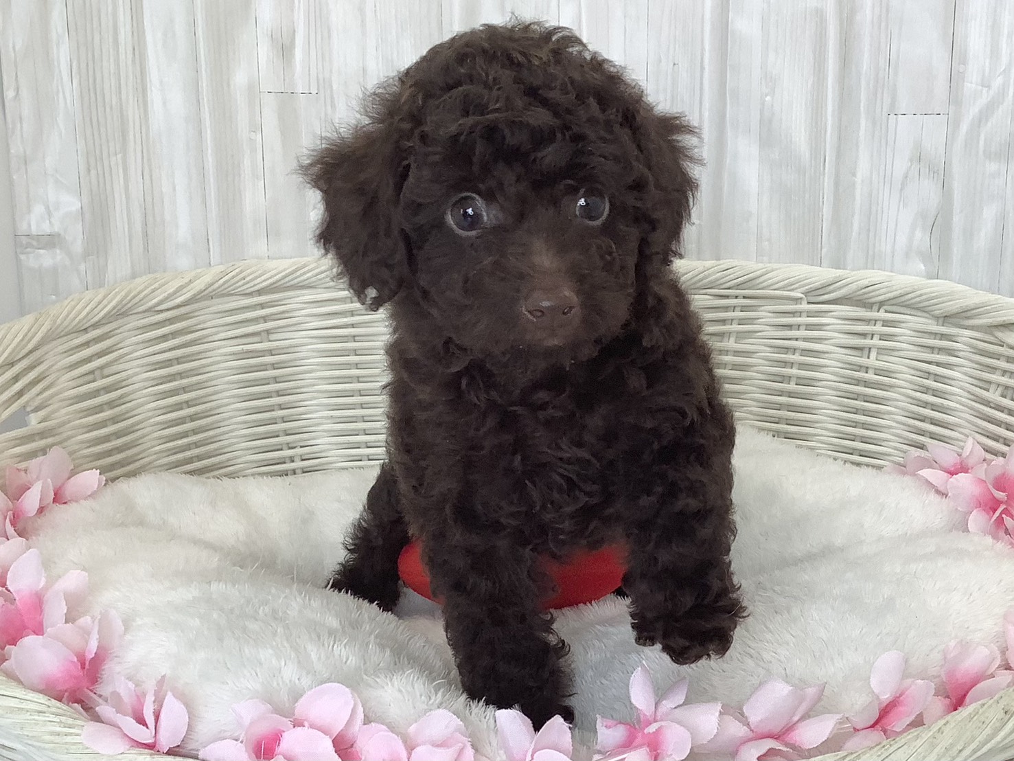 奈良県のトイプードル(トイ) (ペットアミ生駒店/2026年2月19日生まれ/男の子/ブラウン)の子犬の1枚目の画像