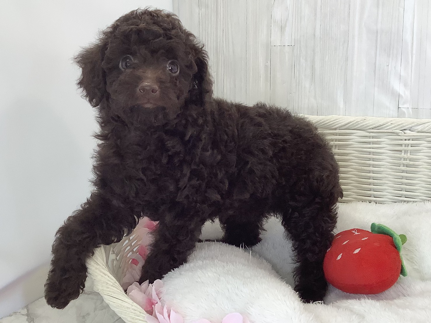 奈良県のトイプードル(トイ) (ペットアミ生駒店/2026年2月19日生まれ/男の子/ブラウン)の子犬の3枚目の画像