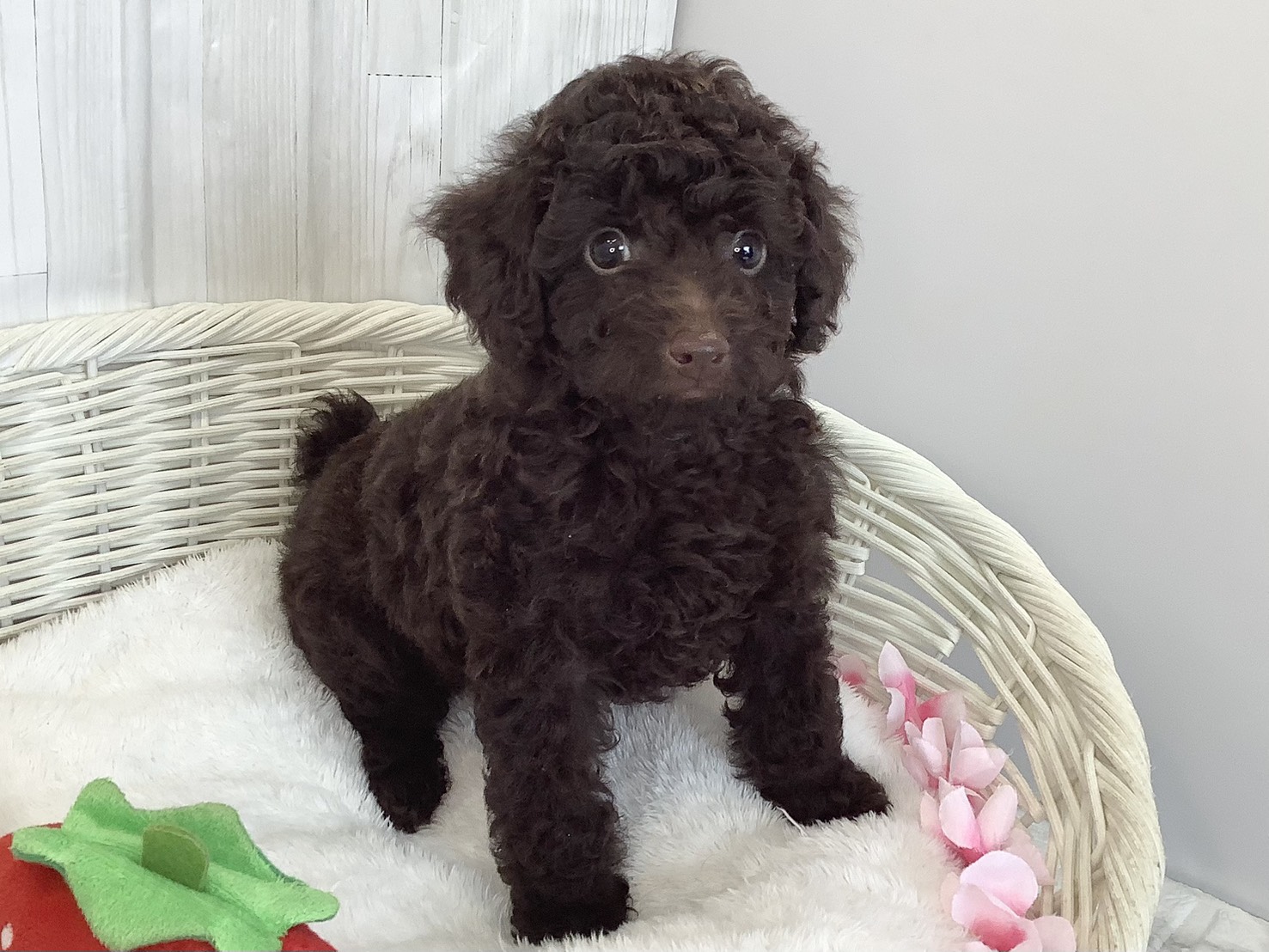 奈良県のトイプードル(トイ) (ペットアミ生駒店/2026年2月19日生まれ/男の子/ブラウン)の子犬の2枚目の画像