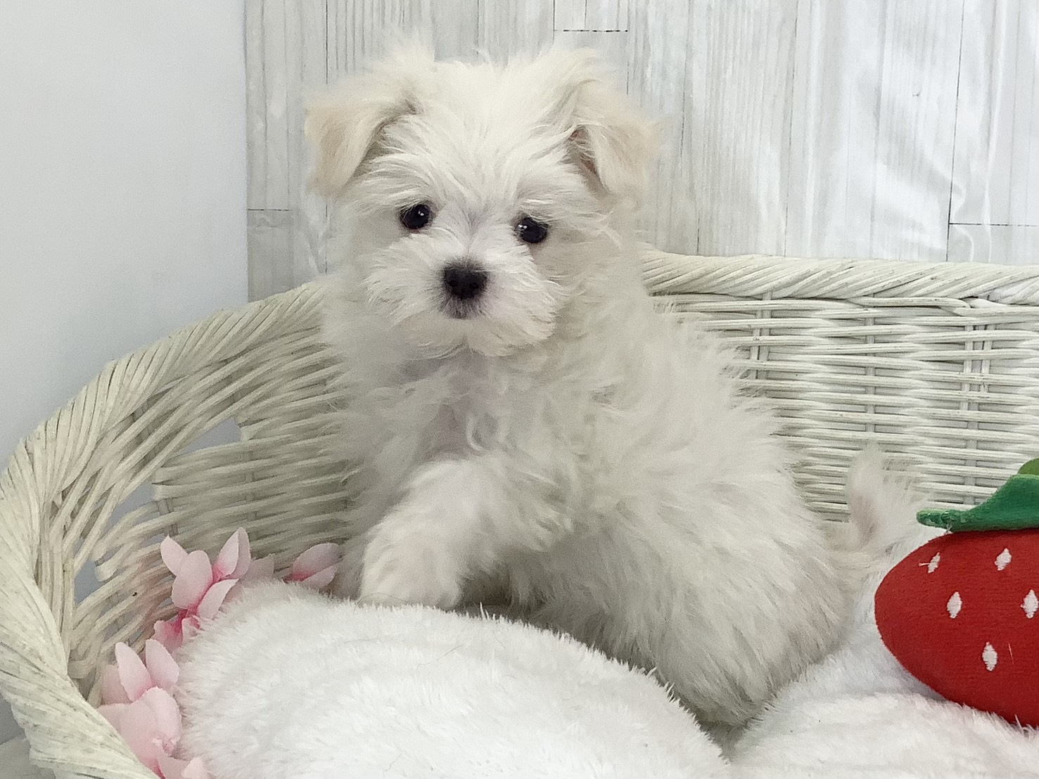 奈良県のマルチーズ (マルエスペット いかるが店/2026年2月6日生まれ/男の子/ホワイト)の子犬の3枚目の画像