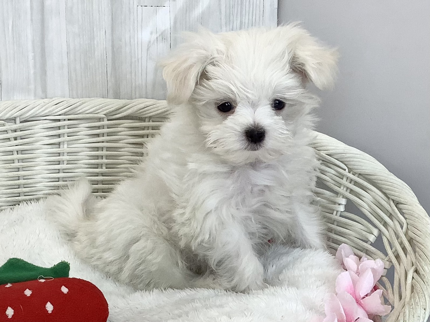 奈良県のマルチーズ (マルエスペット いかるが店/2026年2月6日生まれ/男の子/ホワイト)の子犬の2枚目の画像