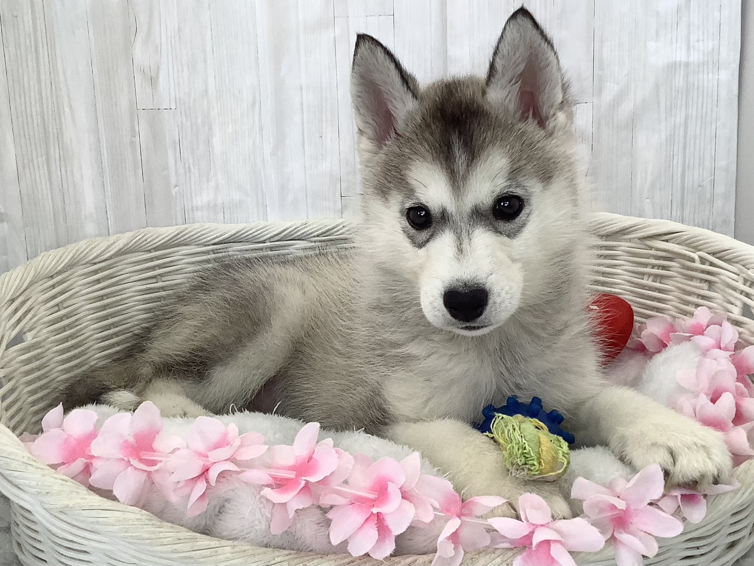 愛知県のシベリアンハスキー (ペッツワン稲沢ハーモニーランド店/2026年2月16日生まれ/女の子/シルバーホワイト)の子犬の2枚目の画像