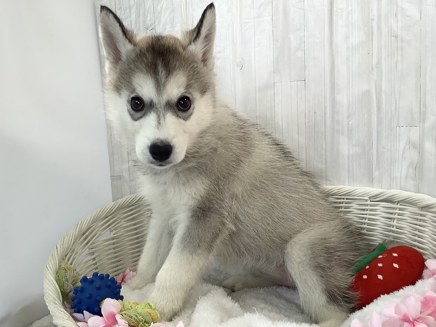 愛知県のシベリアンハスキー (ペッツワン稲沢ハーモニーランド店/2026年2月16日生まれ/女の子/シルバーホワイト)の子犬の3枚目の画像