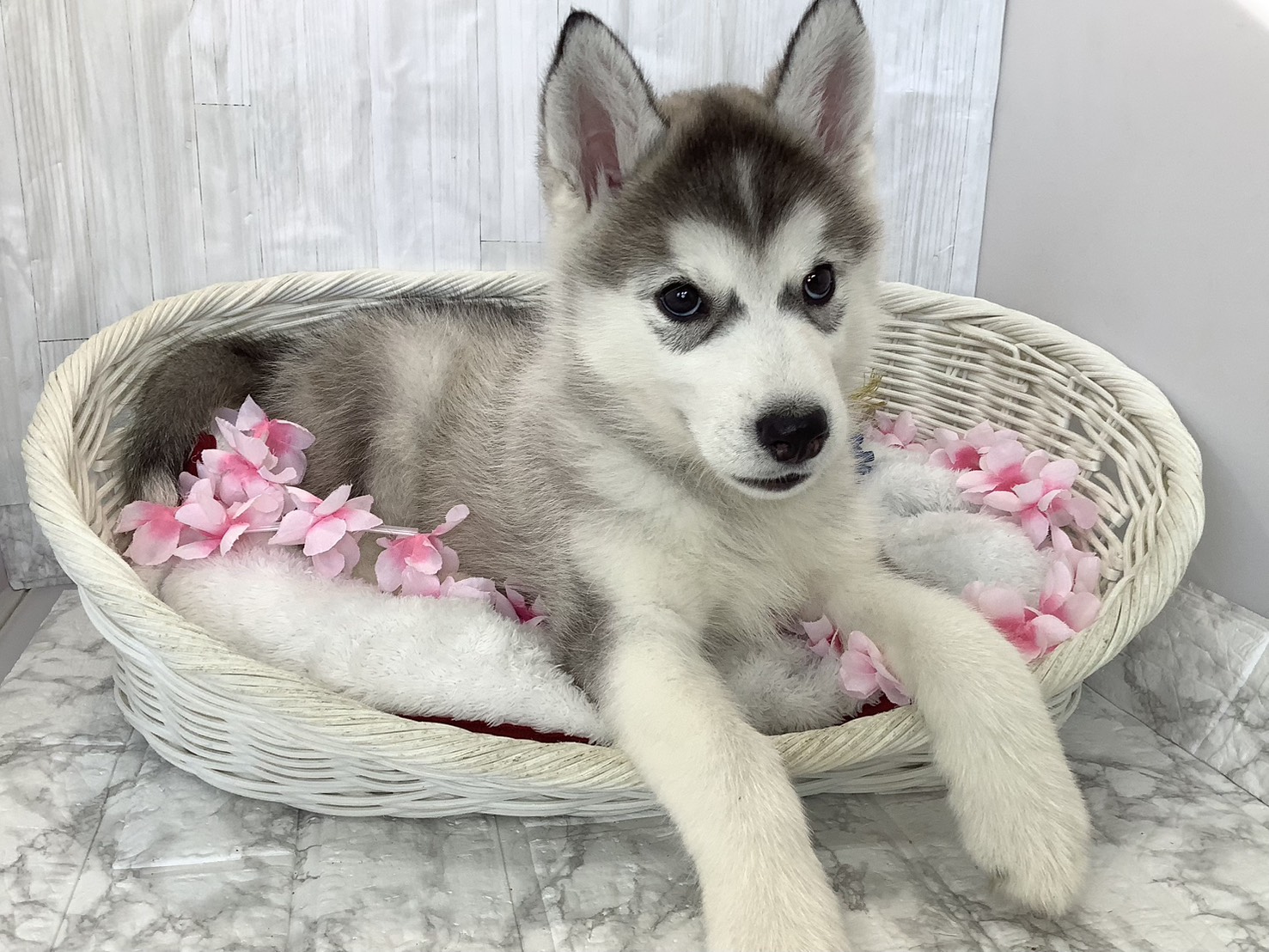 奈良県のシベリアンハスキー (マルエスペット はんな店/2026年2月16日生まれ/男の子/シルバーホワイト)の子犬の2枚目の画像