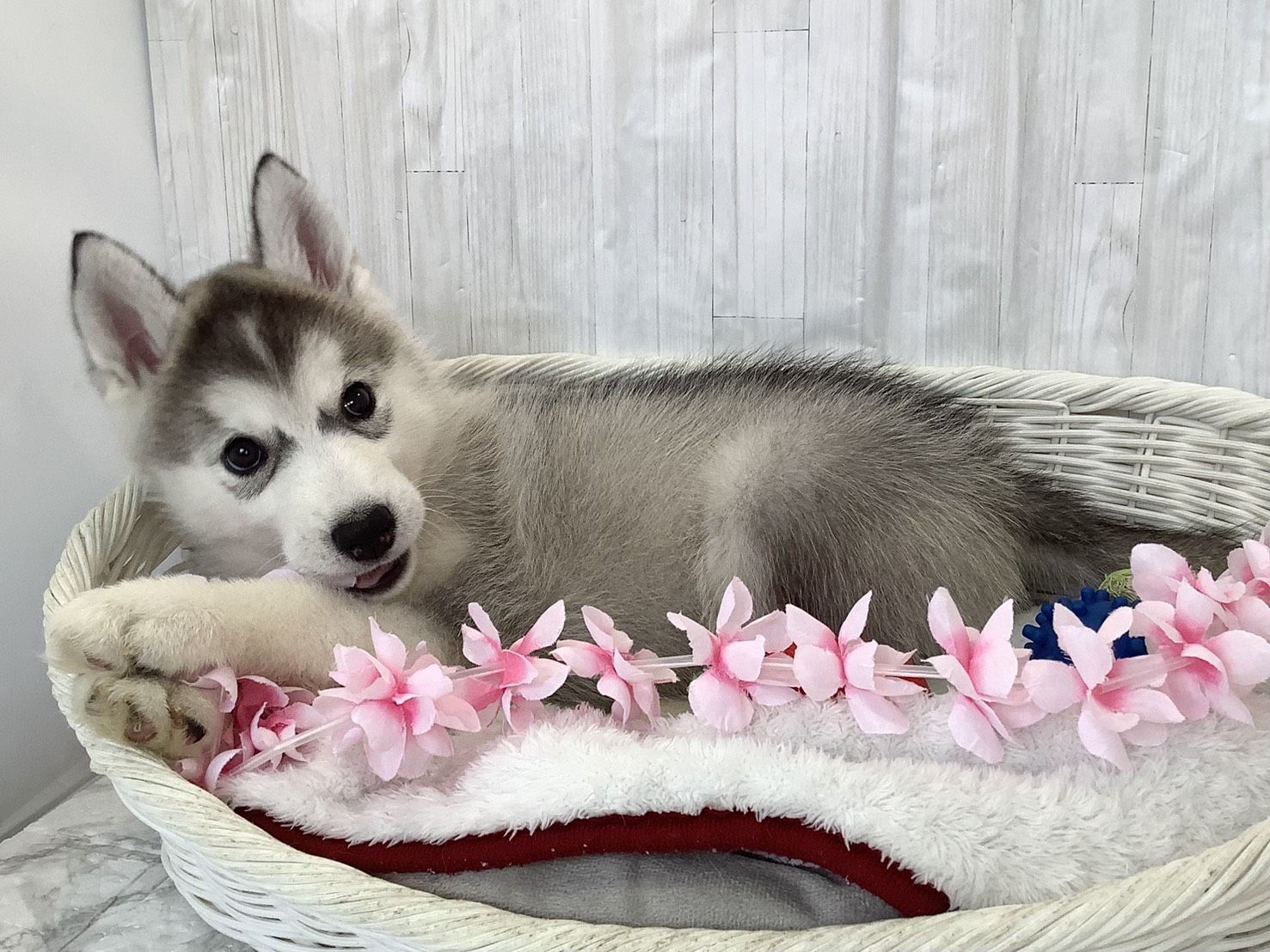奈良県のシベリアンハスキー (マルエスペット はんな店/2026年2月16日生まれ/男の子/シルバーホワイト)の子犬の3枚目の画像